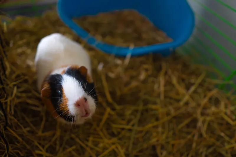 Overlooked and Overdue: The Flammability Crisis Hidden in America's Pet Care Products